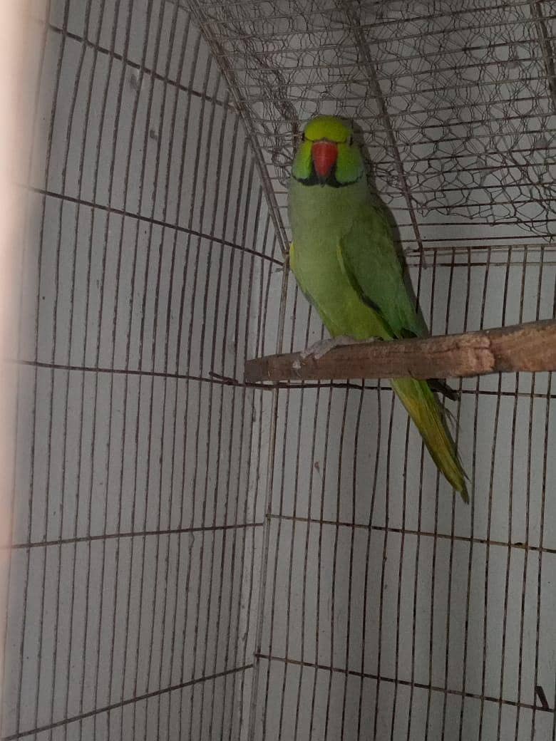 males available 1
