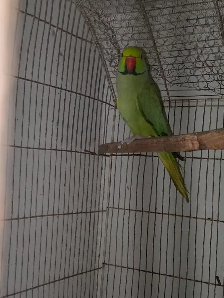 males available — photo 2