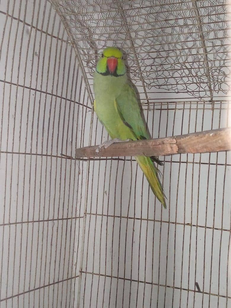 males available 2