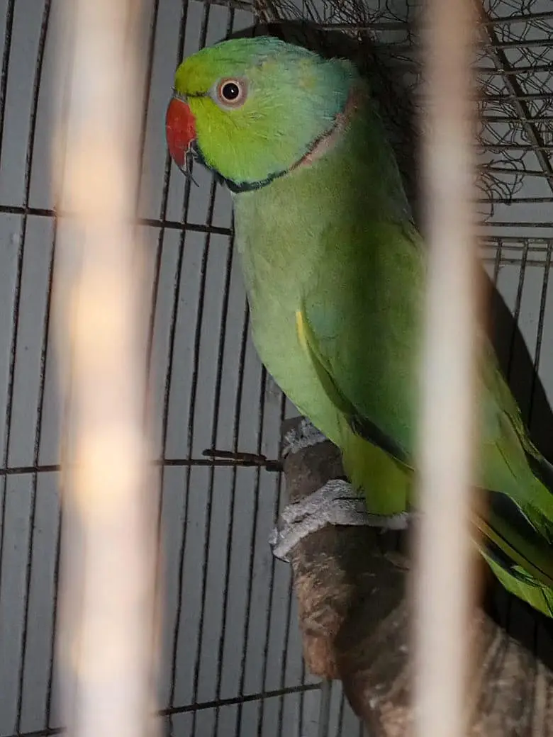 males available — photo 4