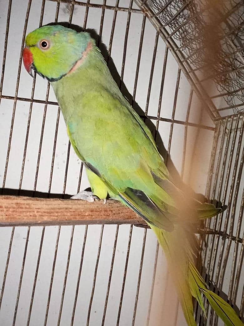 males available 4
