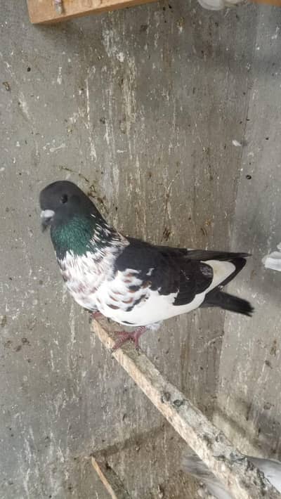 ​Lot of 10 High Flyer Pigeons (Teddy, Kasni, Shirazi, Pishori)