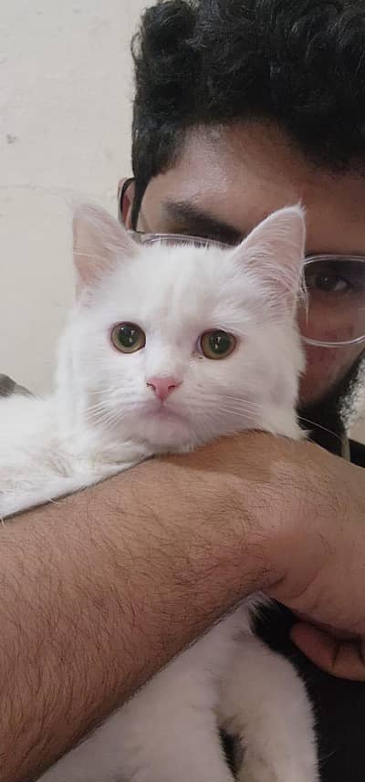 3 Beautiful Parsian Kittens for Sale |Black, White & Golden| Lahore