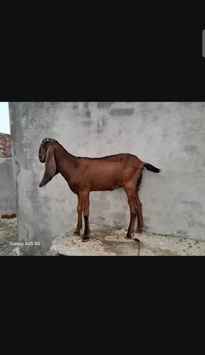 Nagni phat