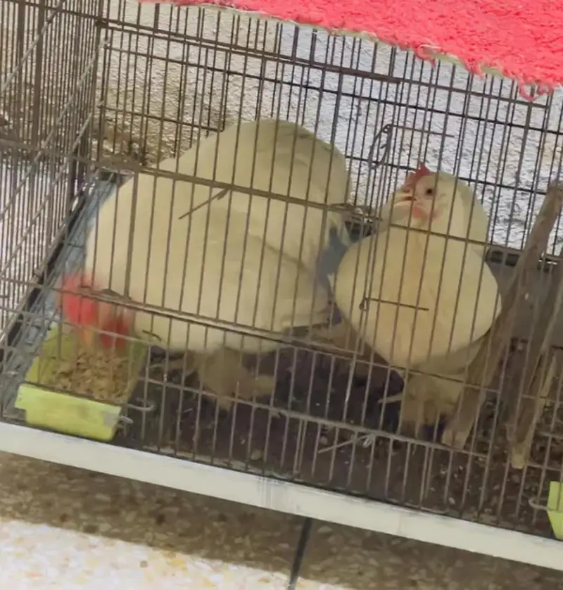Fachy hens — photo 2