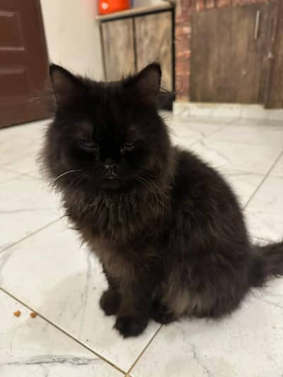Healthy and beautiful piki face black male