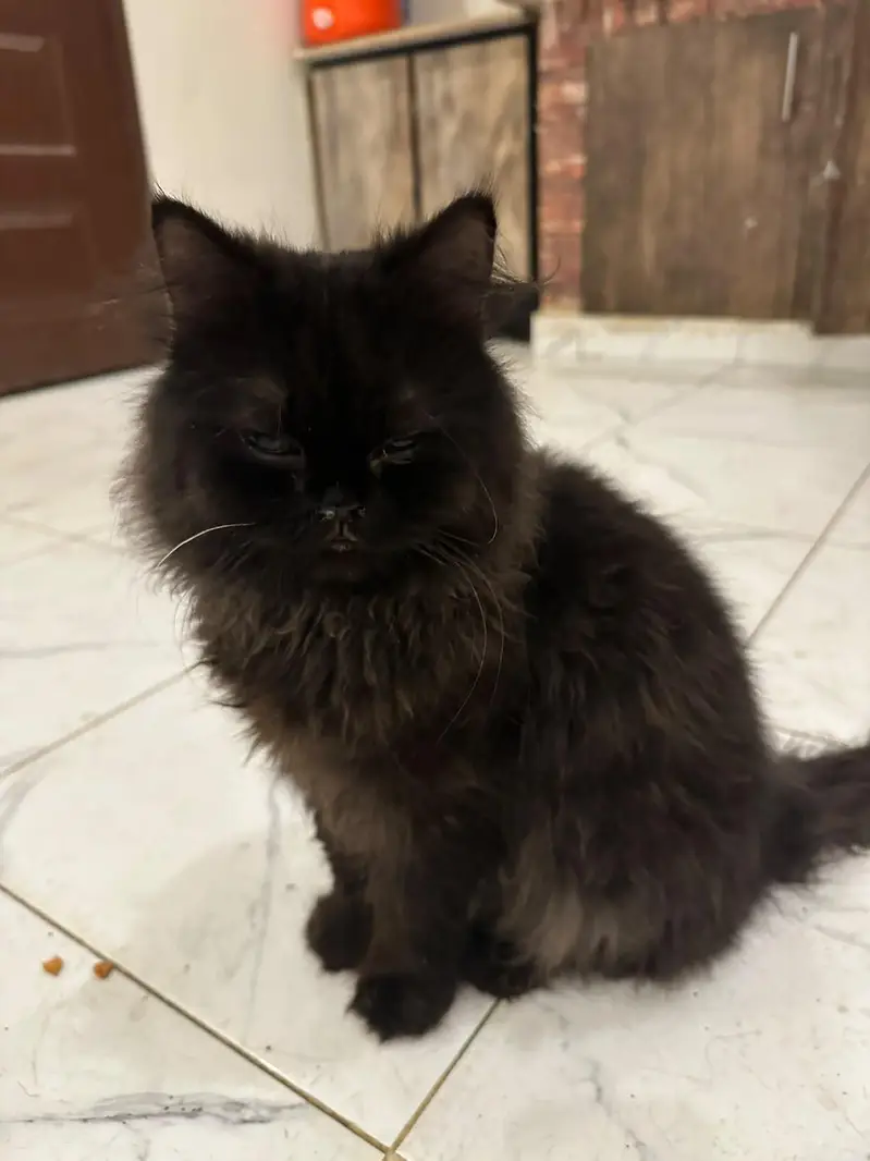 Healthy and beautiful piki face black male