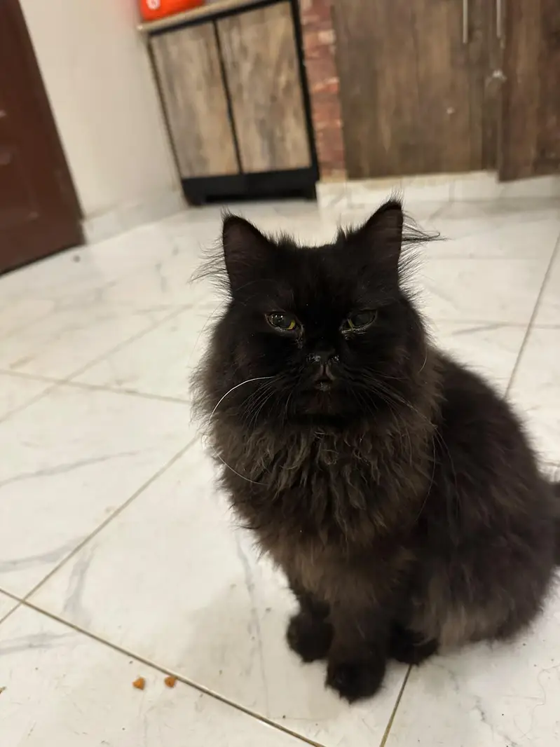 Healthy and beautiful piki face black male — photo 2