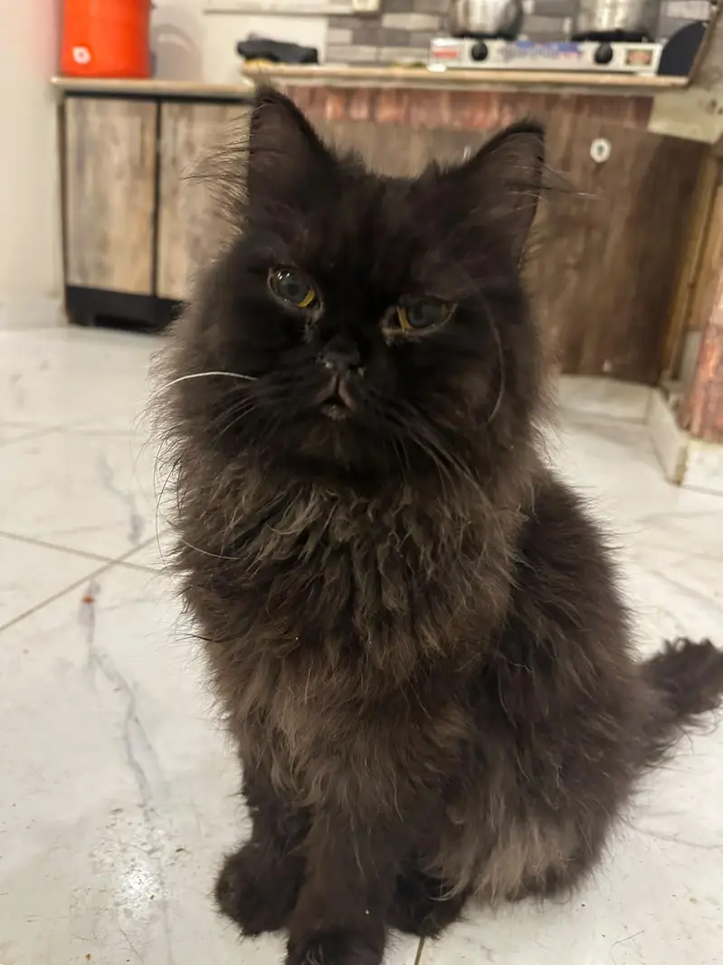 Healthy and beautiful piki face black male — photo 3