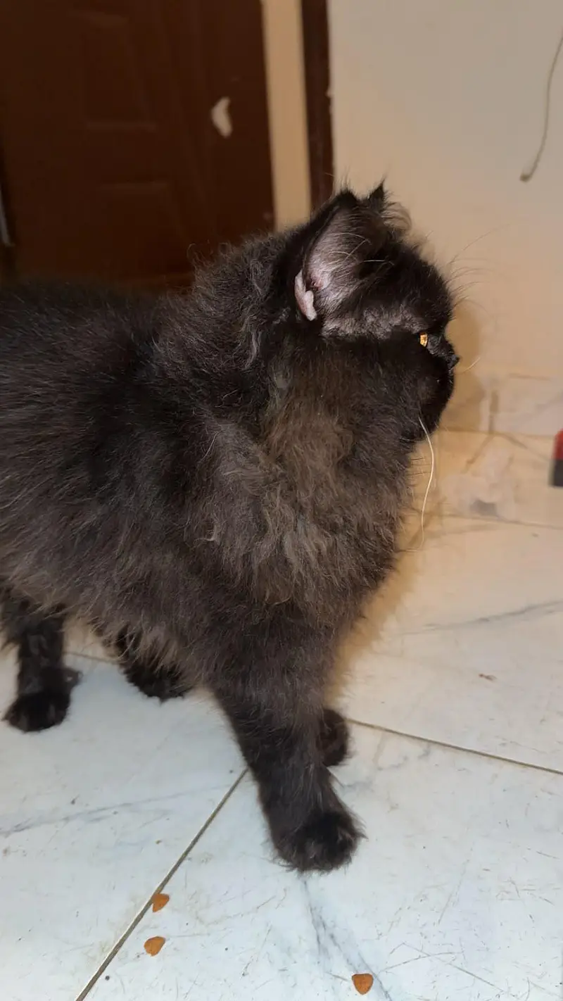 Healthy and beautiful piki face black male — photo 4