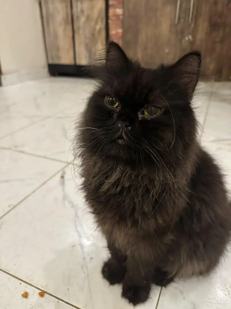 Healthy and beautiful piki face black male — photo 5