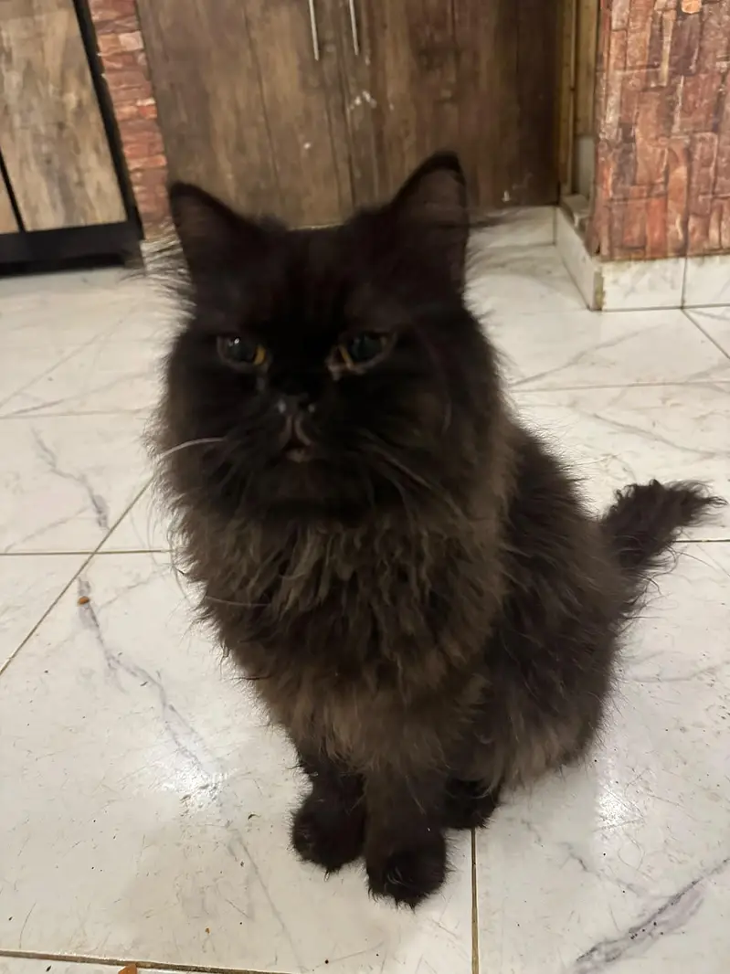 Healthy and beautiful piki face black male — photo 6