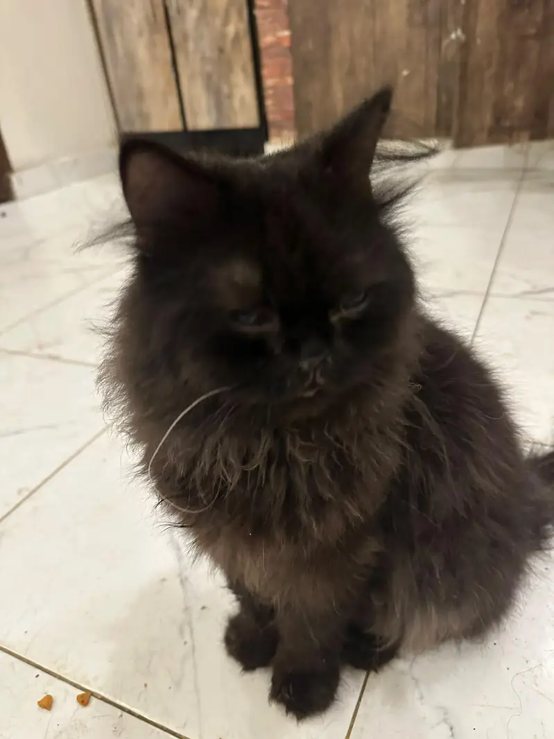 Healthy and beautiful piki face black male — photo 7