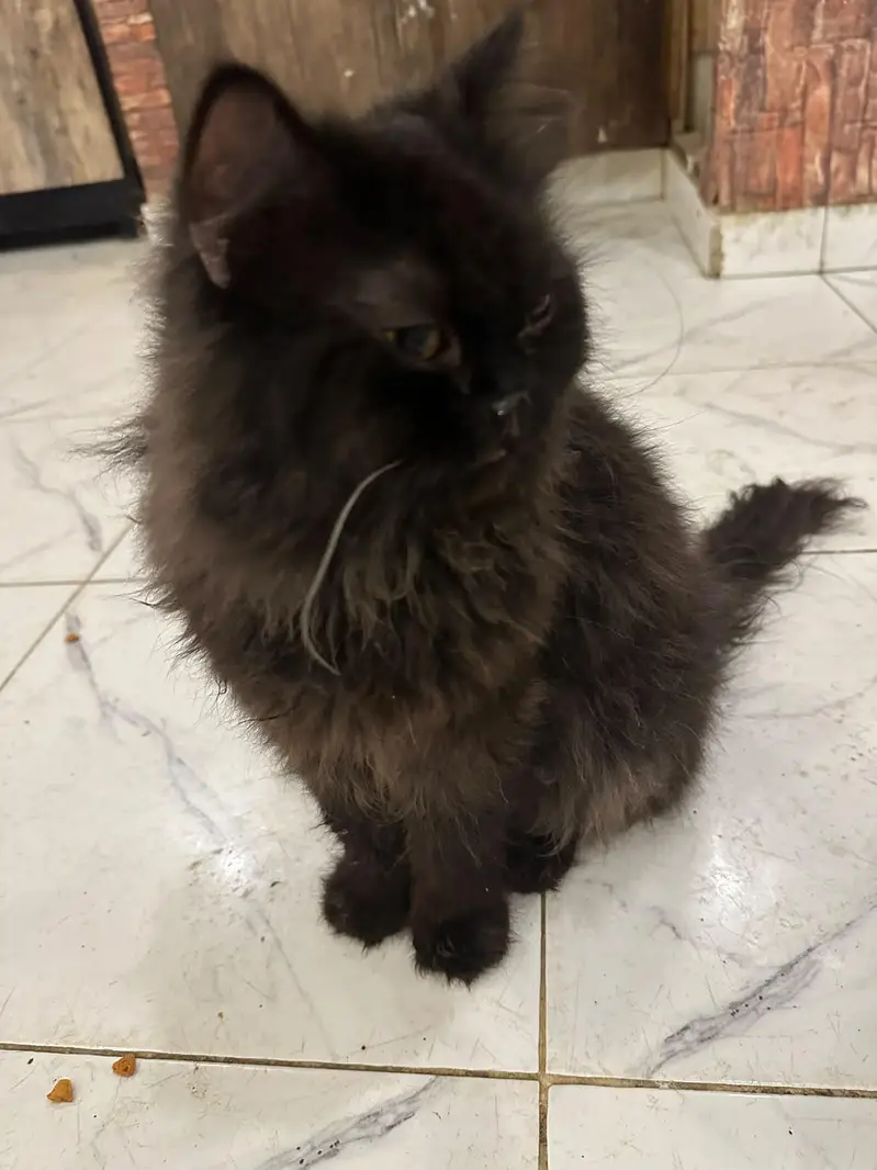 Healthy and beautiful piki face black male — photo 8