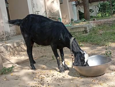 Premium Black Goats for Sale – 1 Male & 1 Female | Lahore