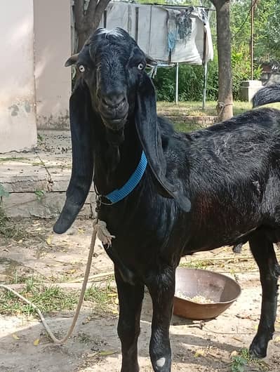 Premium Black Goats for Sale – 1 Male & 1 Female | Lahore