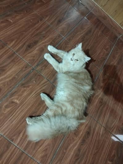 Persian Cat/Triple Coat/Fully Heavy & Fluffy Hair