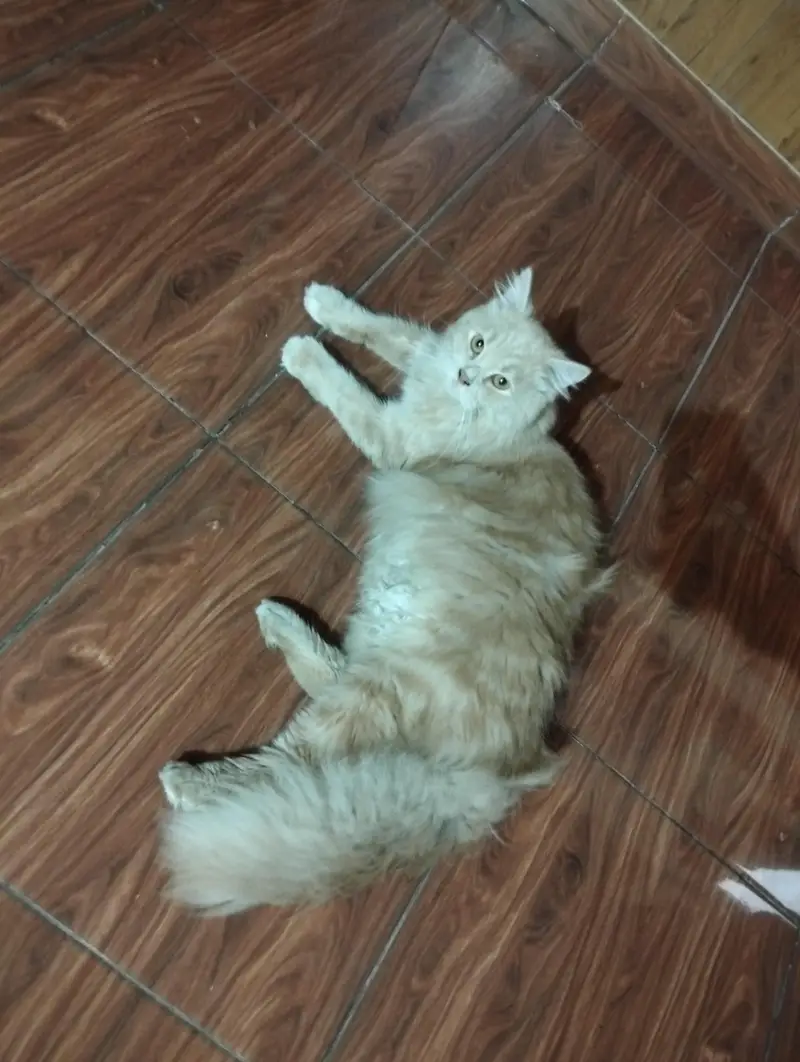 Persian Cat/Triple Coat/Fully Heavy & Fluffy Hair — photo 2