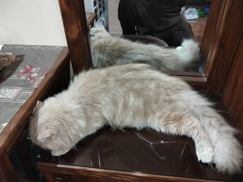 Persian Cat/Triple Coat/Fully Heavy & Fluffy Hair — photo 3