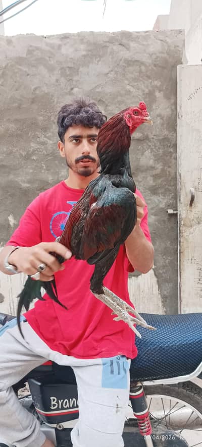 All tips breeds available vlaiti and Pakistani bredrs and eggs chick