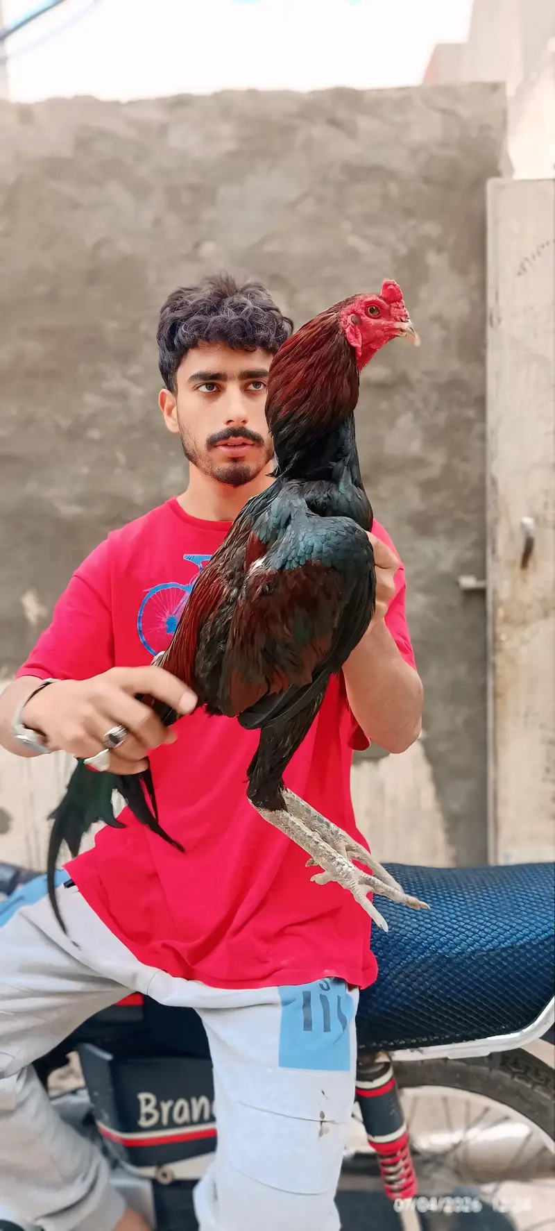All tips breeds available vlaiti and Pakistani bredrs and eggs chick — photo 2