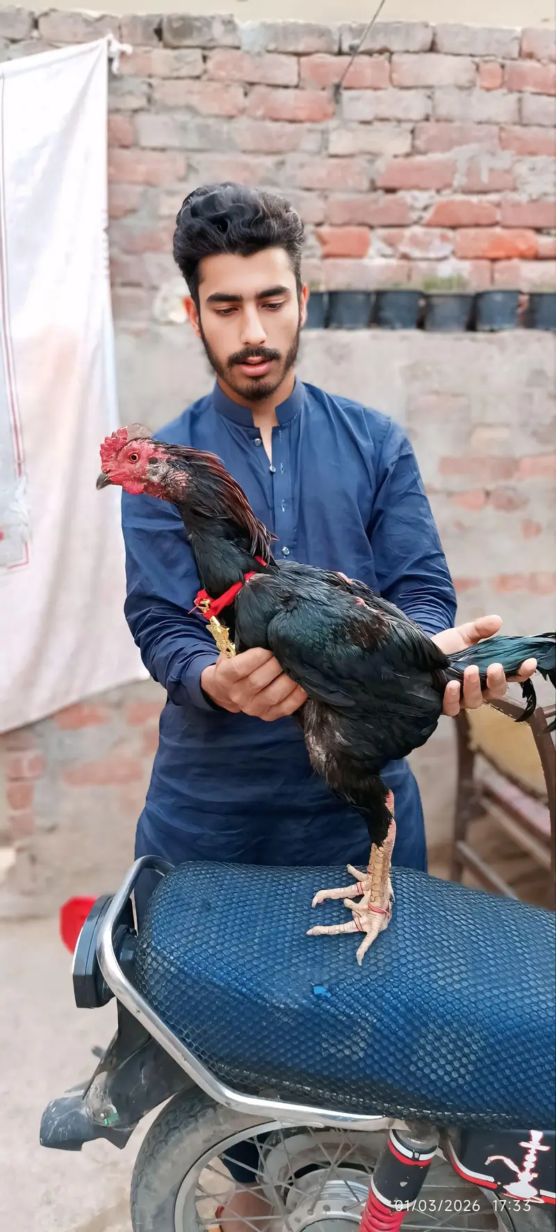 All tips breeds available vlaiti and Pakistani bredrs and eggs chick — photo 3