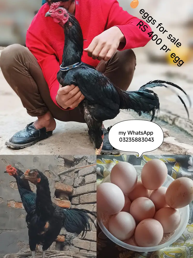 All tips breeds available vlaiti and Pakistani bredrs and eggs chick — photo 5