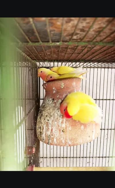 Selling My Lutino Red Eye Pathay
