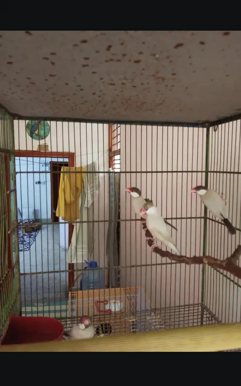 Selling My Lutino Red Eye Pathay — photo 3