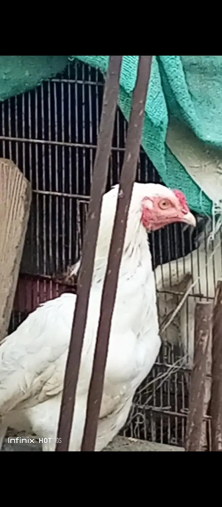 paper white heera patha — photo 3