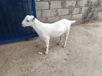 2027 qurbani k Lia best choice
