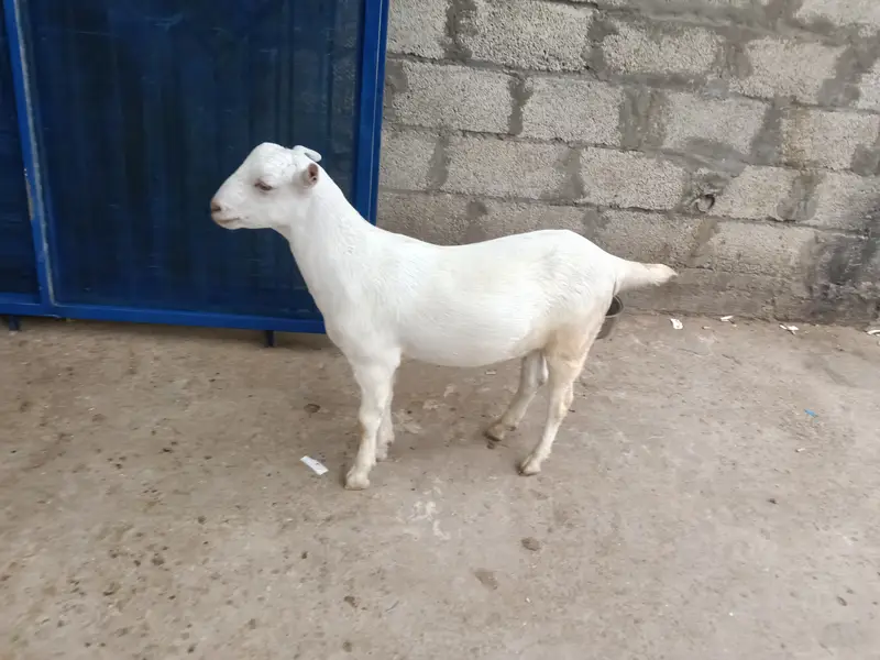 2027 qurbani k Lia best choice — photo 2