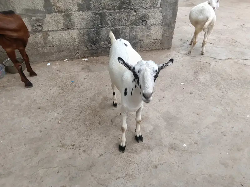 2027 qurbani k Lia best choice — photo 3