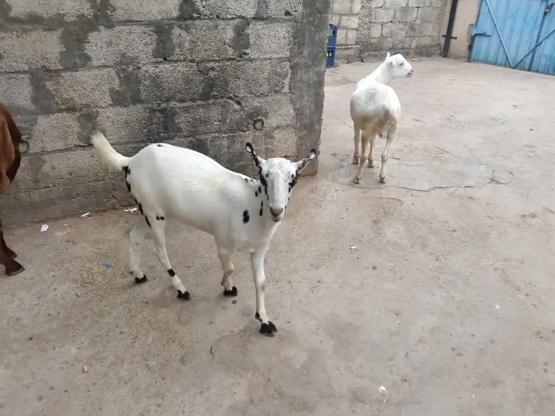 2027 qurbani k Lia best choice — photo 4
