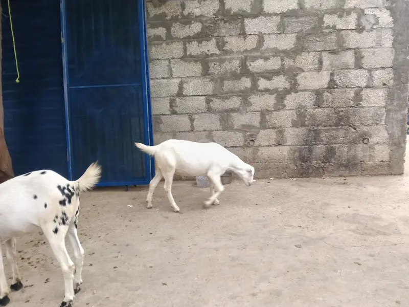 2027 qurbani k Lia best choice — photo 5