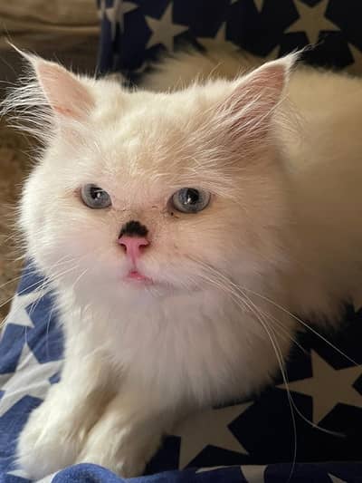 Beautiful Persian triple coat