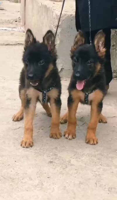 Pure German Shepherd long code puppy for sale 03493857239
