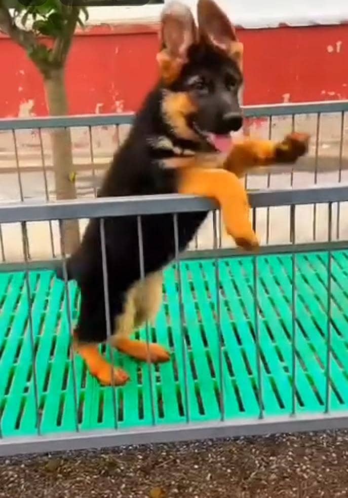 Pure German Shepherd long code puppy for sale 03493857239 - Dogs ...