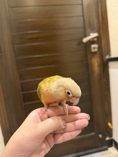 Hand tamed Red factor Pineapple conure