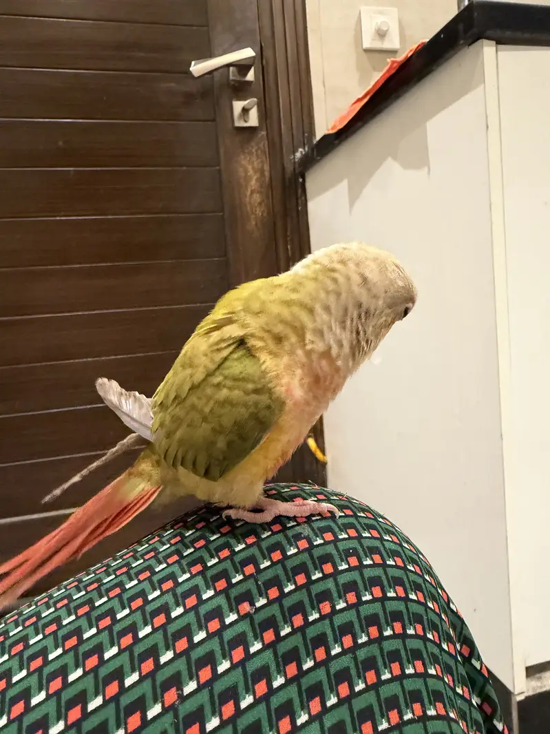 Hand tamed Red factor Pineapple conure — photo 2