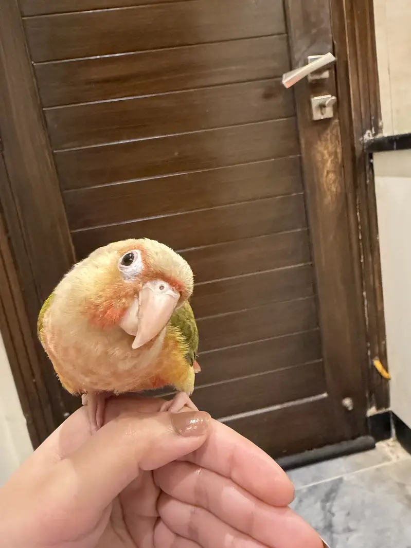 Hand tamed Red factor Pineapple conure — photo 3