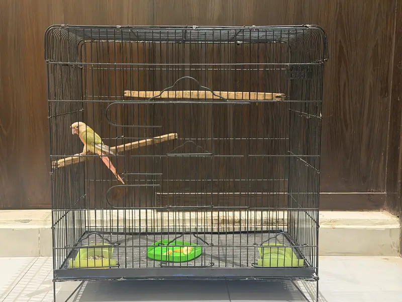 Hand tamed Red factor Pineapple conure — photo 4