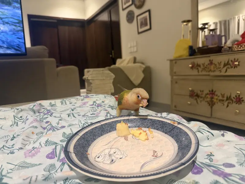 Hand tamed Red factor Pineapple conure — photo 5
