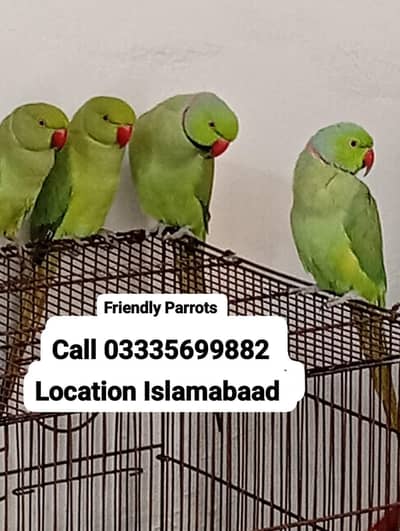 Single 8,000 Friendly Talking Semi Tame Ring Neck Green Parrot's