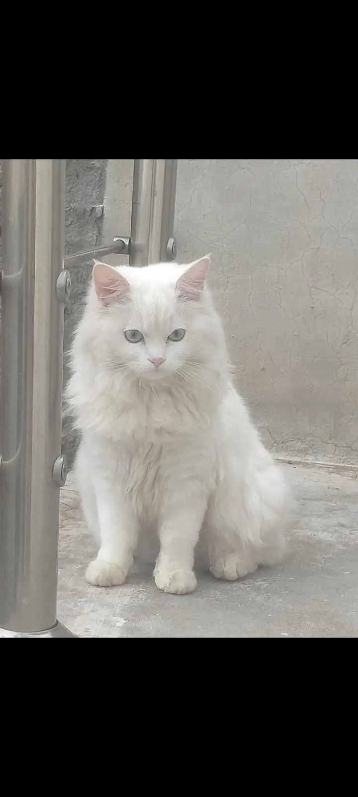 white Persian cat — photo 3