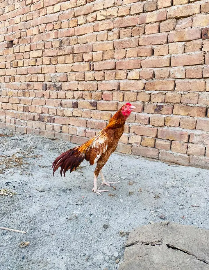 Aseel peela — photo 4