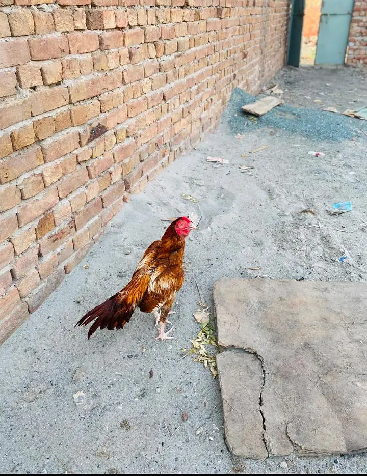 Aseel peela — photo 5