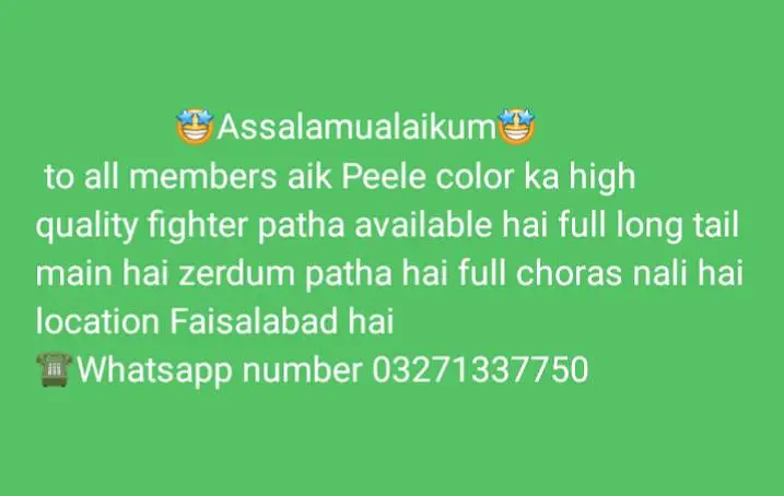 Aseel Peela — photo 2