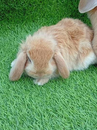 Holland lop bunys