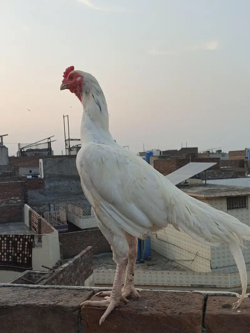 Mianwali old bloodline male — photo 5